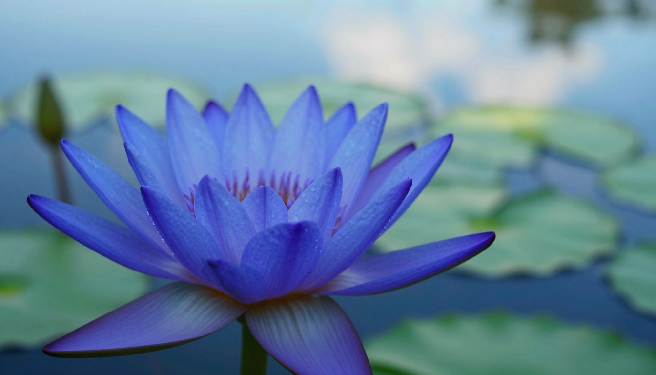blue lotus dreams